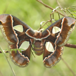 Sequía en Obregón Impacta Gravemente la Reproducción de la Mariposa Cuatro Espejos